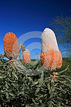 Banksia Flower,Wildflower, Western Australia photo