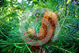 Banksia Flowers photo