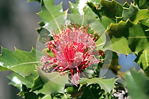 Banksia Ilicifolia Holly leaf Banksia