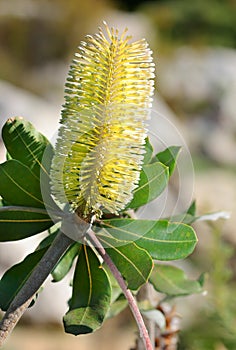 Banksia integrifolia