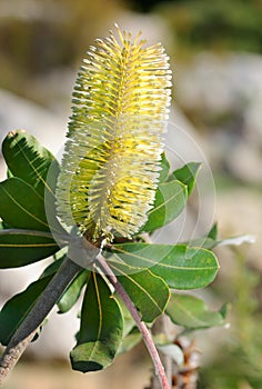 Banksia integrifolia photo