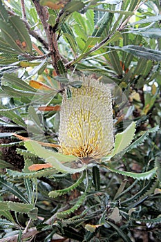 Banksia integrifolia Coastal Banksia Australia