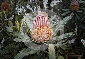 Banksia menziesii Firewood Banksia Australian flower