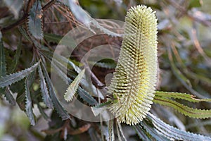 Banksia plant with green leaves on a blurred background