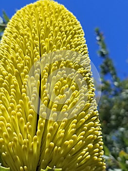 Banksia primorsa endangered specious