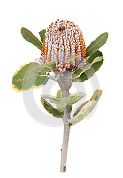 Banksia. Protea flower isolated on white background