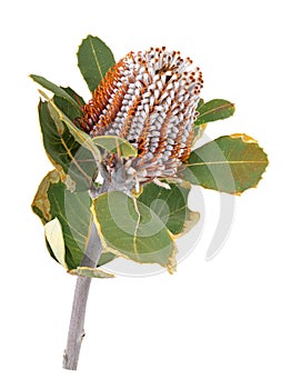 Banksia. Protea flower isolated on white background