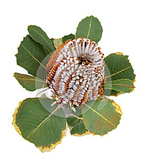 Banksia. Protea flower isolated on white background