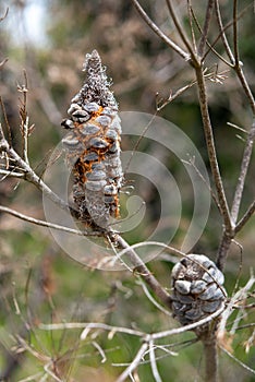 Banksia Proteaceae - fruits, New South Wales