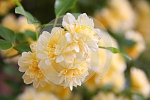 Banksia rose