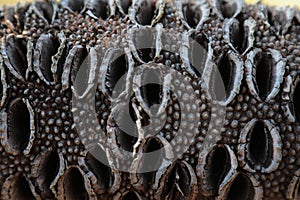 A banksia seed pod