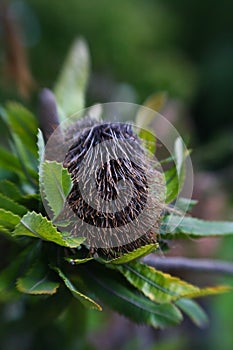 Banksia serrata photo