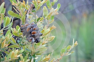 Banksia serrata cone and new growth after a bushfire