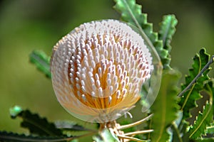 Banksia speciosa for showy banksia. Close up flower head with green blurred background