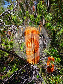 Banksia Spinulosa, Australian Native Plant