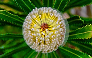 Banksia spinulosa or Coastal cushion flower