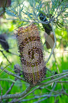 Banksia spinulosa Flowers in San Francisco