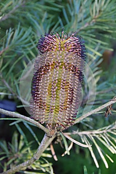 Banksia spinulosa Flowers in San Francisco