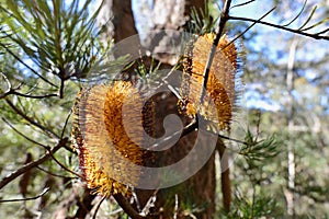 A banksia spinulosa in the forest