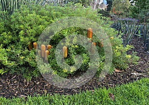 Banksia spinulosa Stumpy Gold