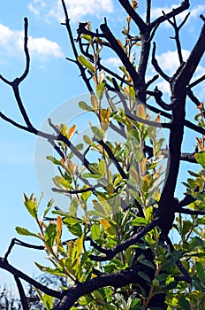 Banksia tree regenerating after a bushfire