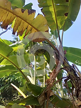 Banna tree at my garden in sri lanka