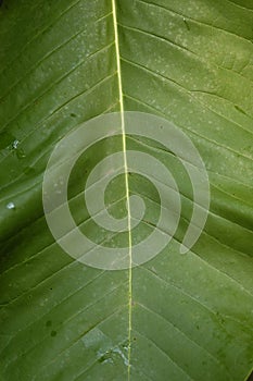 Bannana Leaf