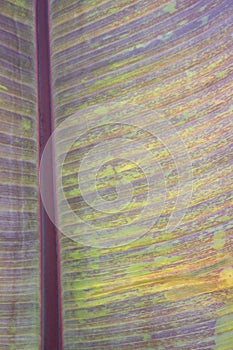 Bannana leaf background