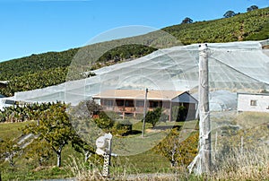 Bannana plantation with netting and greenhouses and residential house in New South Wales Australia