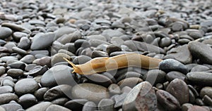 Bannana Slug Washington Coast