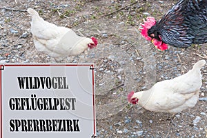 Banned sign with inscription Wild bird - avian influenza Locking