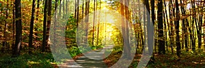 Banner 3:1. Autumn forest with footpath leading into the scene. Sunlight rays through the autumn tree branches. Copy space