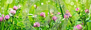 Banner 3:1. Butterfly on purple clover trifolium flower on meadow. Spring nature background. Soft focus