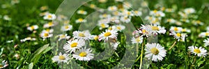 Banner 3:1. Close-up daisy chamomile flowers field. Spring background. Copy space. Soft focus