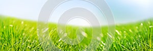 Banner 3:1. Fresh green grass against blue sky. Abstract spring background