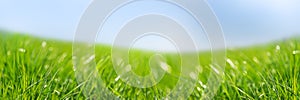 Banner 3:1. Fresh green grass against blue sky. Abstract spring background