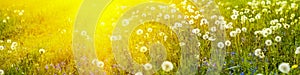 Banner 3:1. Panorama field with blowball dandelions against blue sky and sun beams. Spring background. Soft focus