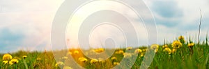 Banner 3:1. Panorama field with yellow dandelions against blue sky and sun beams. Spring background. Soft focus
