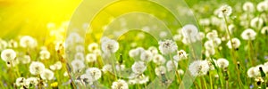 Banner 3:1. Panorama field with yellow dandelions against blue sky and sun beams. Spring background. Soft focus