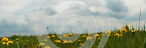 Banner 3:1. Panorama field with yellow dandelions against blue sky and sun beams. Spring background. Soft focus