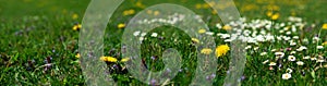 Banner 3:1. Panorama field with yellow dandelions and daisy. Spring background. Soft focus