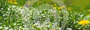 Banner 3:1. Soft focus carpet of Nemophila baby blue eyes flower with sunlight rays. Spring background. Copy space