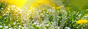 Banner 3:1. Soft focus carpet of Nemophila baby blue eyes flower with sunlight rays. Spring background. Copy space