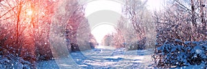 Banner 3:1. Winter landscape. Winter road and trees covered with snow. Sky and sunlight through the frozen tree branches. Copy