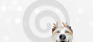 Banner akita dog christmas reindeer antlers costume. Isolated on white background