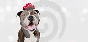Banner american bully happy dog present for christmas, birthday or anniversary, wearing a red ribbon on head. Isolated on white