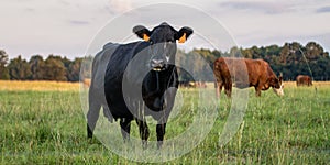 Banner - Angus crossbred cow with herd