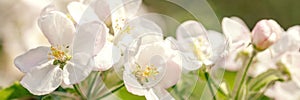 Banner, apple blossom, fresh flowers and buds in front of green background