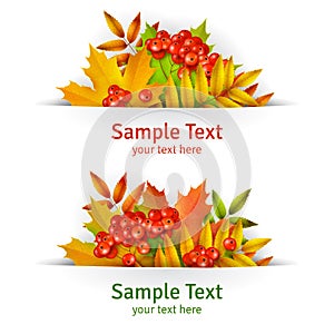 Banner, Autumn background or template card with yellow maple leaves and mountain ash berries