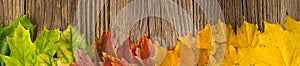 Banner of Autumn Time Background, Some fall leaves on weathered wood with copy space for your text
